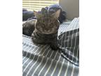 Adopt Bruno a Gray, Blue or Silver Tabby Tabby (medium coat) cat in Houston