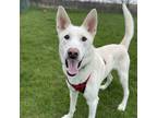 Adopt Lupin a White Husky / Shepherd (Unknown Type) / Mixed (short coat) dog in