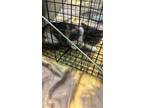 Adopt 24-482C a Gray or Blue Domestic Shorthair / Mixed Breed (Medium) / Mixed