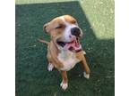 Adopt Cristoph-$75 Adoption Fee! Diamond Dog! a Tan/Yellow/Fawn Boxer / Pit Bull