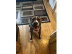 Adopt Chips a Brindle - with White American Pit Bull Terrier / Boxer / Mixed dog