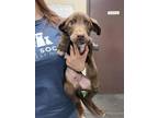 Adopt Flip Flop a Brown/Chocolate Australian Shepherd / Mixed dog in