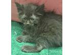 Adopt 655905 a All Black Domestic Shorthair / Domestic Shorthair / Mixed cat in