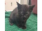 Adopt 655901 a All Black Domestic Shorthair / Domestic Shorthair / Mixed cat in