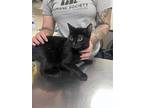 Adopt Adele a All Black Domestic Shorthair / Domestic Shorthair / Mixed cat in