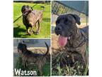 Adopt Watson a Brown/Chocolate Mastiff / Mixed Breed (Medium) / Mixed (short