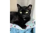 Adopt Panther - Special Needs a All Black Domestic Shorthair / Mixed Breed