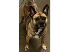 Adopt Winnie (HW-) a Tan/Yellow/Fawn Pug / Mixed Breed (Medium) / Mixed (short