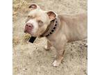 Adopt Ezra a Tan/Yellow/Fawn American Staffordshire Terrier / Mixed Breed