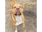 Adopt Jackson a Tan/Yellow/Fawn American Staffordshire Terrier / Mixed Breed