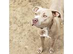 Adopt Tiana a Tan/Yellow/Fawn American Staffordshire Terrier / Mixed Breed