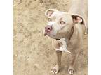 Adopt Tiana a Tan/Yellow/Fawn American Staffordshire Terrier / Mixed dog in