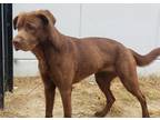 Adopt Ava a Brown/Chocolate Labrador Retriever / Mixed Breed (Medium) / Mixed