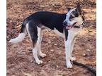 Adopt Oreo a Tricolor (Tan/Brown & Black & White) Mutt / Chow Chow / Mixed dog
