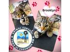 Adopt Brooklyn a All Black Domestic Mediumhair / Domestic Shorthair / Mixed cat