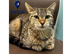 Adopt Ronnie a Brown or Chocolate Domestic Shorthair / Domestic Shorthair /