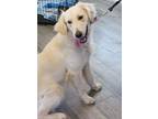 Adopt Holly a Red/Golden/Orange/Chestnut Golden Retriever / Mixed dog in West