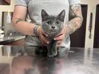 Adopt Armstrong a Gray or Blue Domestic Shorthair / Domestic Shorthair / Mixed