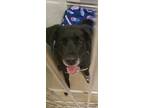Adopt Artemis a Black Labrador Retriever / Mixed dog in Springfield