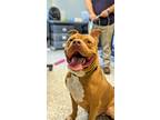 Adopt Carson North a Tan/Yellow/Fawn Mixed Breed (Large) / Mixed dog in