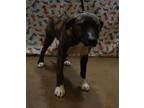 Adopt Marge a Brown/Chocolate American Pit Bull Terrier / Mixed Breed (Medium) /