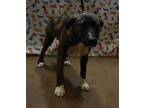 Adopt Marge a Brown/Chocolate American Pit Bull Terrier / Mixed dog in