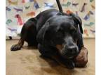 Adopt Millie a Black Miniature Pinscher / Beagle / Mixed dog in Gainesville