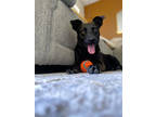 Adopt Duck a Black Entlebucher / Mixed dog in Fresno, CA (41344629)