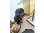 Adopt Cofi a Black Rottweiler / Mixed dog in Fresno, CA (41344627)