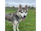 Adopt Eerie a Merle Husky / Mixed Breed (Medium) / Mixed (short coat) dog in