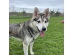 Adopt Eerie a Gray/Blue/Silver/Salt & Pepper Husky / Mixed dog in Kingston
