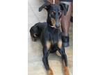 Adopt Adoptable Iris a Black Doberman Pinscher / Mixed dog in Wichita Falls
