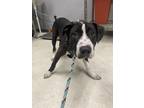 Adopt Darwin a Black American Pit Bull Terrier / Mixed dog in Gulfport