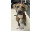 Adopt Jameson a Brindle Terrier (Unknown Type, Medium) / Mixed Breed (Medium) /