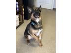 Adopt Jojo a Brown/Chocolate Shepherd (Unknown Type) / Mixed Breed (Medium) /