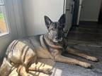 Adopt Leo a Brindle German Shepherd Dog / Mixed dog in Maryville, TN (41344536)