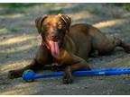 Adopt Rana a Brown/Chocolate Labrador Retriever / Mixed dog in Sleepy Hollow