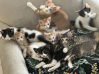 Adopt Litter a Orange or Red Tabby American Shorthair / Mixed (short coat) cat
