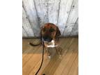 Adopt Romeo a Tricolor (Tan/Brown & Black & White) Beagle / Golden Retriever /