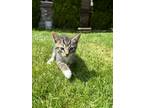 Adopt Kitten a Tiger Striped Tabby / Mixed (short coat) cat in Clackamas