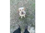 Adopt Daisy a Tan/Yellow/Fawn Labrador Retriever / Mixed dog in Winfield