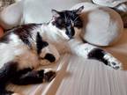 Adopt Bobbi Joe a Black & White or Tuxedo American Bobtail / Mixed (short coat)