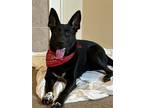 Adopt Trooper a Black - with White German Shepherd Dog / Mixed dog in