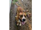 Adopt Hank a Tan/Yellow/Fawn Basset Hound / Boxer / Mixed (short coat) dog in