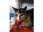 Adopt Bella a White Domestic Shorthair / Mixed cat in Everett, ON (39583418)