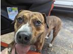 Adopt Turk a Brindle Hound (Unknown Type) / American Pit Bull Terrier / Mixed