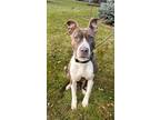 Adopt Bam Bam a Brown/Chocolate - with White American Staffordshire Terrier /