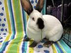 Adopt Buster B. a American / Mixed rabbit in New York, NY (41344084)