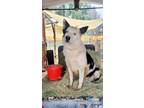 Adopt annabelle "belle" a White - with Black Border Collie / German Shepherd Dog