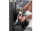 Adopt Marley a Black - with White Mountain Cur / Mixed dog in Ewing